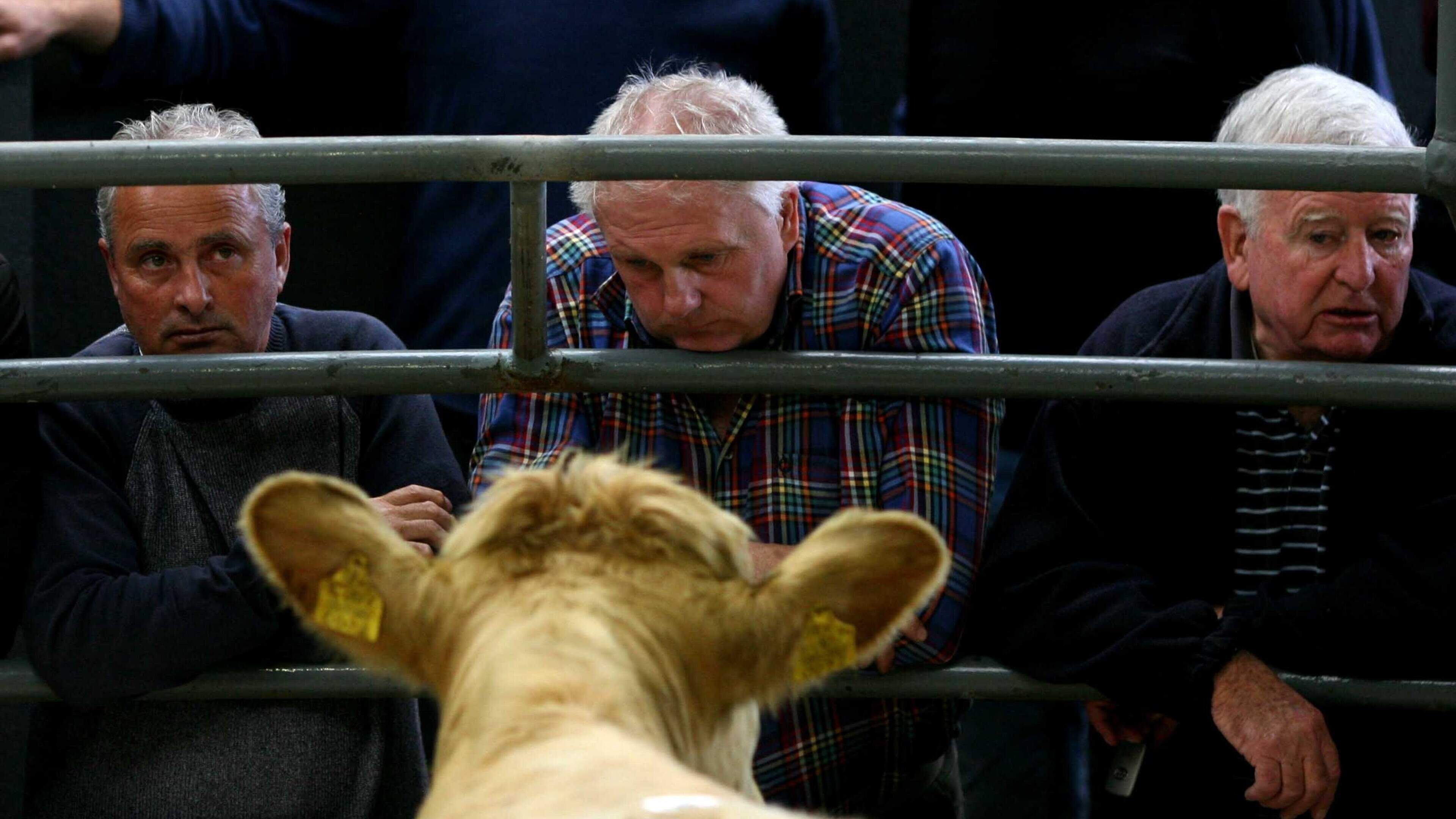 Exports and suckler decline bite into mart trade